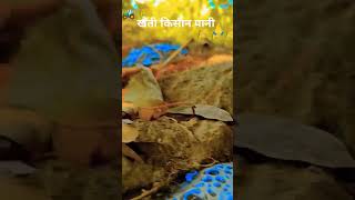 water farming kheti song viral short ternding video song [upl. by Eetsud]