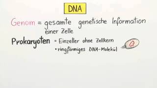 DNA  Verpackung und Chromatin  Biologie  Genetik [upl. by Gnel747]