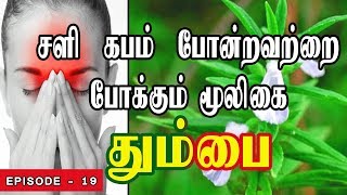 சளிகபம்ஒற்றைத் தலைவலி சைனஸ் தலைவலி போன்றவற்றை போக்கும் மூலிகை தும்பை  Leucas aspera [upl. by Notsle17]