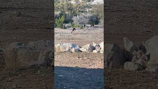 Blackbuck Antelope Grazing in the Front Yard texashunting wildlife nature blackbuck antelope [upl. by Ursola793]