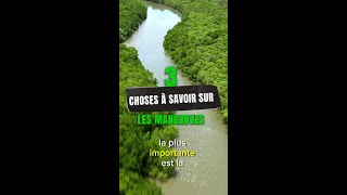 3 choses à savoir sur les mangroves [upl. by Mloc30]