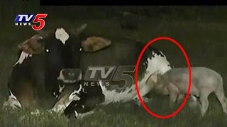 Cow Feeds Milk To Piglets  Krishna Park  Srikakulam  TV5 News [upl. by Nyleve]