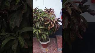 Huge Crotons Plant [upl. by Methuselah]