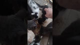 THE KITTENS ARE HUNGRY kittens catlande feralcats [upl. by Gilleod]