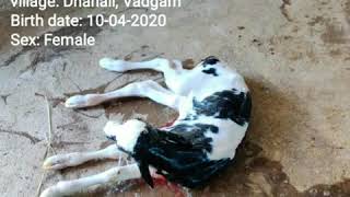 Denmark imported semen calf [upl. by Agathe909]