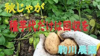 秋じゃが種芋代ほどは回収を 駒川農園 24112 [upl. by Ellehcit]