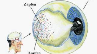 Der Sehvorgang  wie Farbe entsteht [upl. by Eneli]