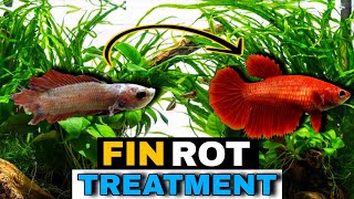 fin rot treatment for betta fishfin rot treatmentfin rot treatment in hindi [upl. by Gwenette281]