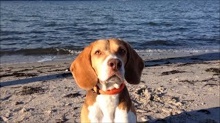 Sonnige Grüße von der Ostsee von Beagle Barnie [upl. by Ressay]