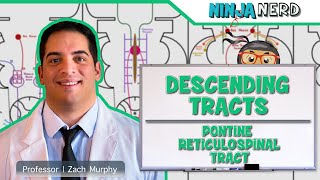 Neurology  Descending Tracts Pontine Reticulospinal Tract [upl. by Phare]