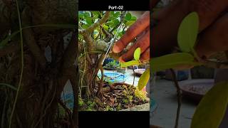 ficus microcarpa bonsai tree chinese bot part02 [upl. by Orian]