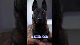 How old is the Malinois breed [upl. by Adnalahs]