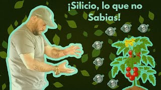 ¡Te dire la verdad sobre beneficios del silicio al fertilizar tu cultivo ¿realmente funciona [upl. by Rosella]