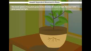 Growth Dependent movement in Plants  Control and Coordination in Plants [upl. by Refenej784]