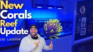 New Corals Torch coral and Reef update [upl. by Vonnie]