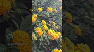 Hummingbird moth in action drbanana vlog fortysomething g [upl. by Sabrina]