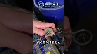 30秒教你輕鬆處理胃囊【MLS蝦戰天下】17shrimp 台湾のエビ釣り shrimpfishing 새우낚시 shorts [upl. by Eenrahc842]