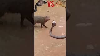 cobra versus mongoose [upl. by Islek]