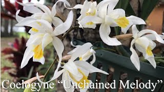 Coelogyne “ Unchained Melody “ orchid and care tips [upl. by Enneiviv]