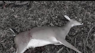 This doe was on to me Archery doe 2024 [upl. by Borden]