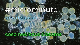 microminute 42 coscinodiscus [upl. by Nelrsa300]