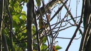 GoldCrowned Warblers Varied Song05May2010wmv [upl. by Ley]