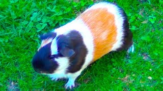 Guinea Pig Noises Loud Squeaking Sounds [upl. by Zul]