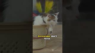 Litter Box Training A Pets Guide [upl. by Pejsach]