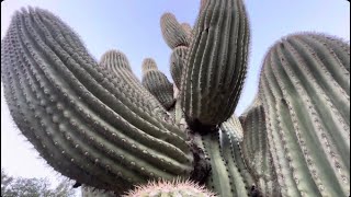 🌵Saguaro of the Day🌵 DONNA DANGEROUS 😈 Spiked The Palm of My Hand Pretty Badly 😳 😢 🤢 [upl. by Pippas]