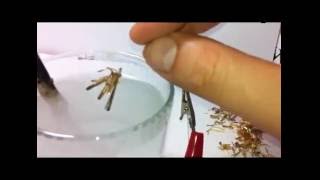 Scraping gold from pins with reverse electroplating process through water [upl. by Aggappe]