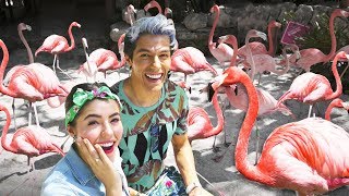 LLEVAMOS DE PASEO A 30 FLAMINGOS  POLINESIOS VLOGS [upl. by Peddada]