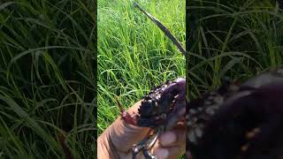 Crab in green fields  beautiful village life in countryside rural ricefield field greenfields [upl. by Dinsdale960]