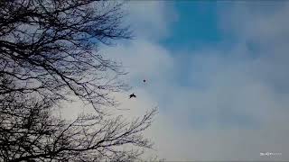 Fast Pheasants in the Scottish Borders [upl. by Attah782]