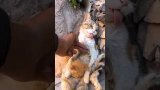 Rescue Cats Last Hug Kitten Embraces Dying Mother Unbelievable Outcome [upl. by Danni]