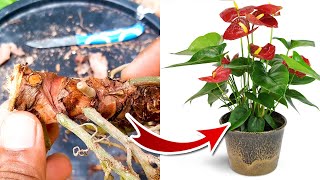 Anthurium Propagation  Anthurium Plant Care [upl. by Onid]