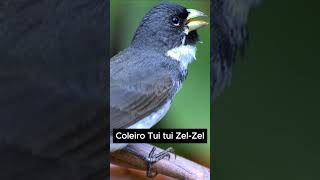 Coleiro Tui Tui zelzel [upl. by Yared]