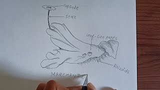 Marchantia Diagram plants of the bryophyta division marchantia labelled diagram [upl. by Ahsertal]