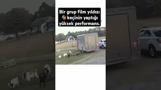 Keçilerden film yıldızlarına taş çıkarır performans [upl. by Ahsinid]