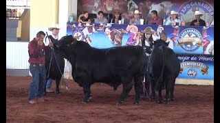 P313 En competencia El mejor Brangus de Jalisco [upl. by Brottman]