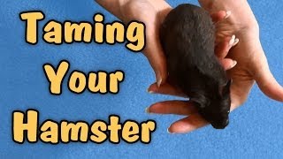 TAMING YOUR HAMSTER  Tips amp Talk [upl. by Haletta831]