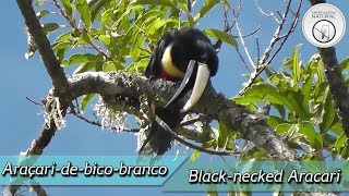 Araçaridebicobranco Pteroglossus aracari [upl. by Klaus]