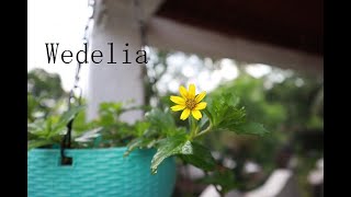 Wedelia  sphagneticola trilobata  Creepingoxeye  Hanging plants  Yellow flowering plant [upl. by Arrik]