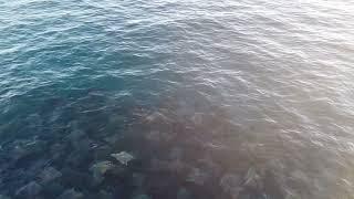 Massive School of Stingrays Jumping Off of Cerritos Beach [upl. by Anum]