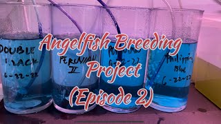 Angelfish Breeding Project Episode 2 [upl. by Lladnor525]