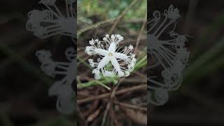 চিচিঙ্গার ফুলের সৌন্দর্য অতুলনীয়। Snake gourdTrichosanthes cucumerina nature beautiful beauty [upl. by Sarina891]