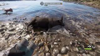 theHunter Call of the Wild Cazando Bufalo de agua con arco [upl. by Nuriel368]