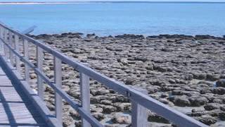 Stromatolites Hamelin Pool Shark Bay WA [upl. by Nnanerak]