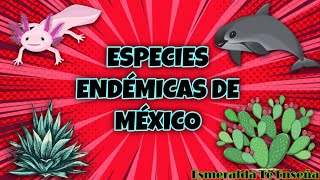 💥 ESPECIES ANIMALES ENDÉMICAS de MÉXICO  Fauna Mexicana [upl. by Rofotsirk483]