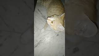 Galti se bol diya shortsvideoviral cutenessworld ytshorts catlovers ASA [upl. by Rowena705]