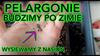 BUDZIMY PELARGONIE PO ZIMIE PELARGONIE Z NASION KWIATY BALKONOWE JAK ROZMNOŻYĆ PELARGONIĘ [upl. by Nuhs]